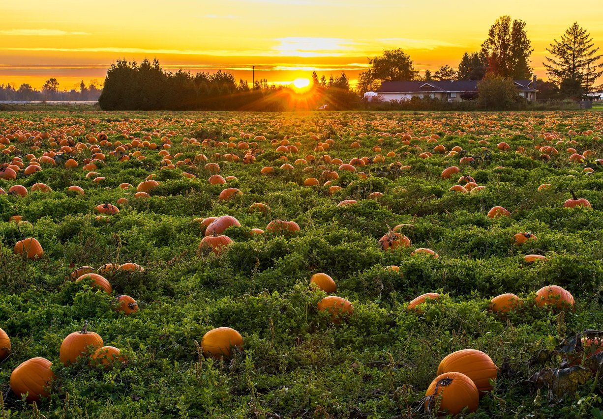 Pumpkin patch at sunset with rows of orange pumpkins scattered across green vines, golden sunlight glowing the horizon