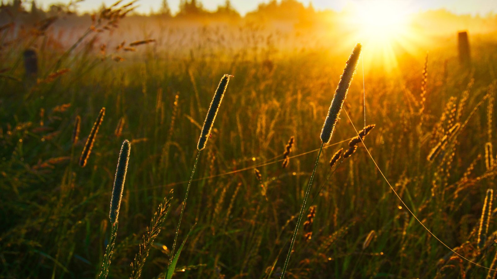 Golden sunrise over a peaceful summer meadow with tall wild grasses glowing in warm morning light.
